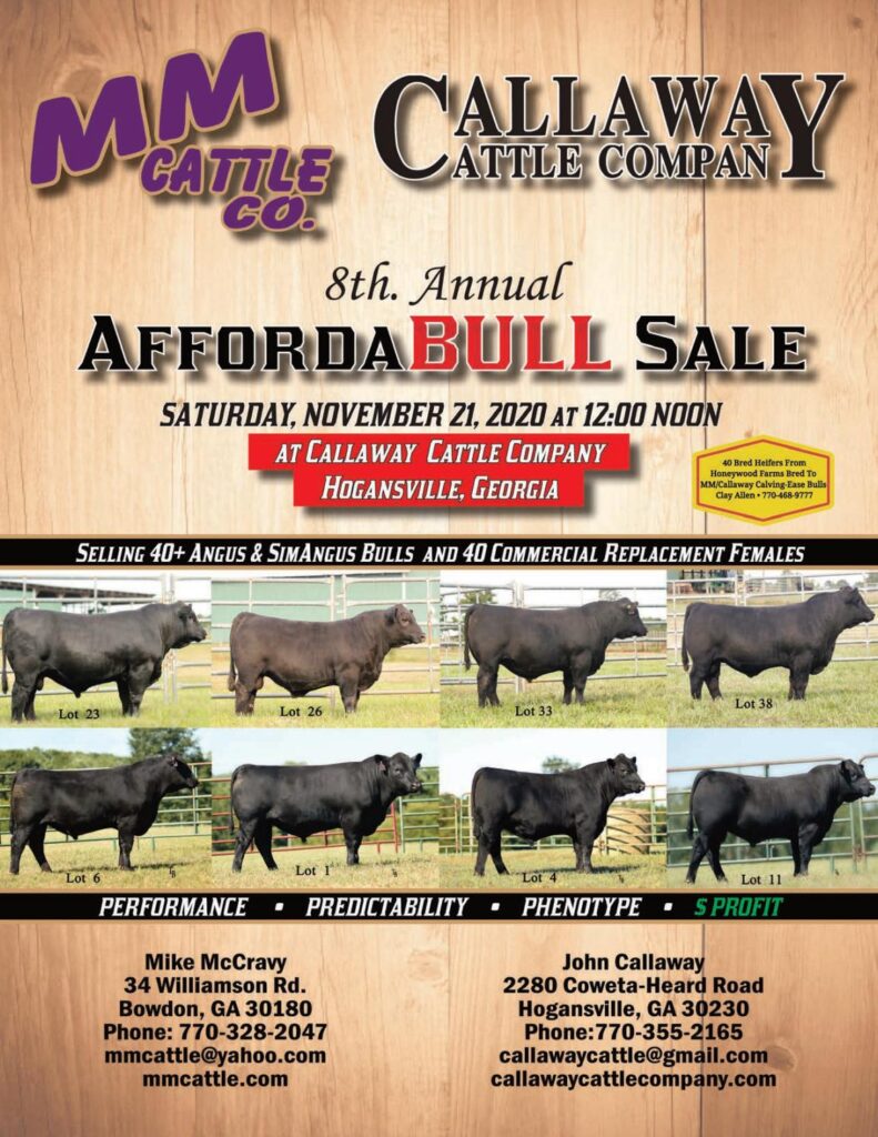 MM/Callaway Cattle Company - 2020 Fall Bull Sale