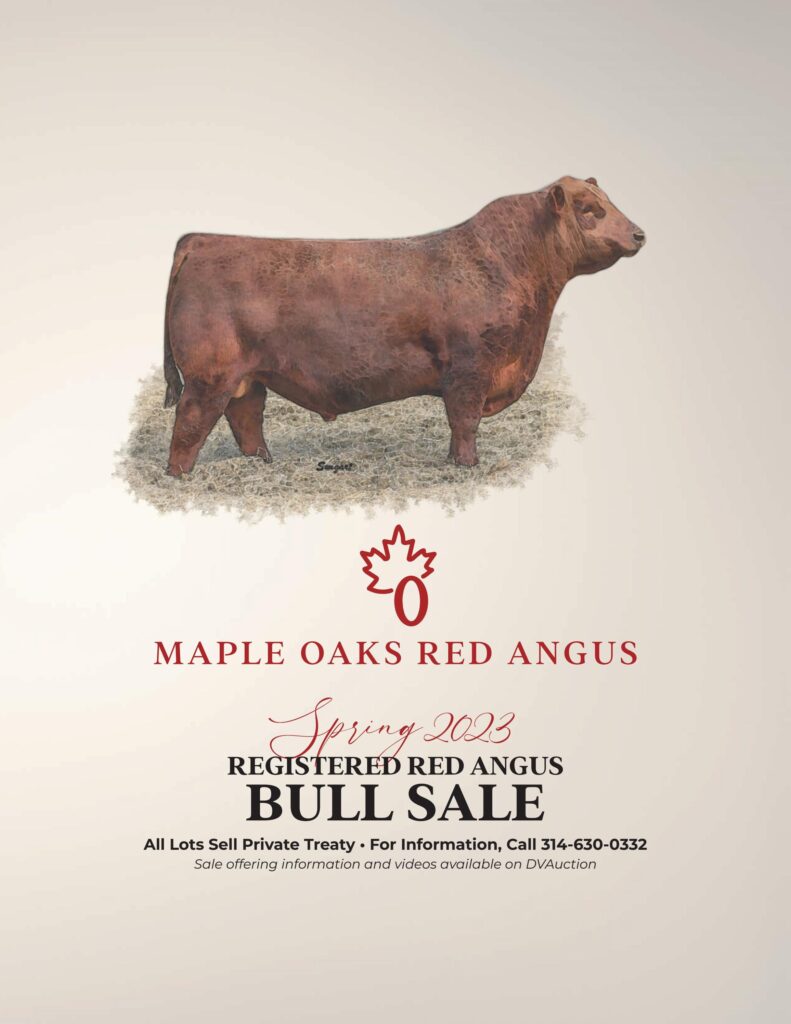 Maple Oaks Red Angus - 2023 Spring Sale