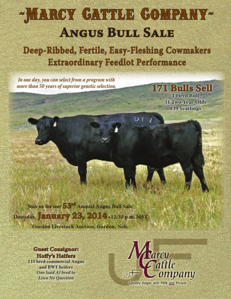 Marcy Cattle Company - 2014 Angus Bull Sale
