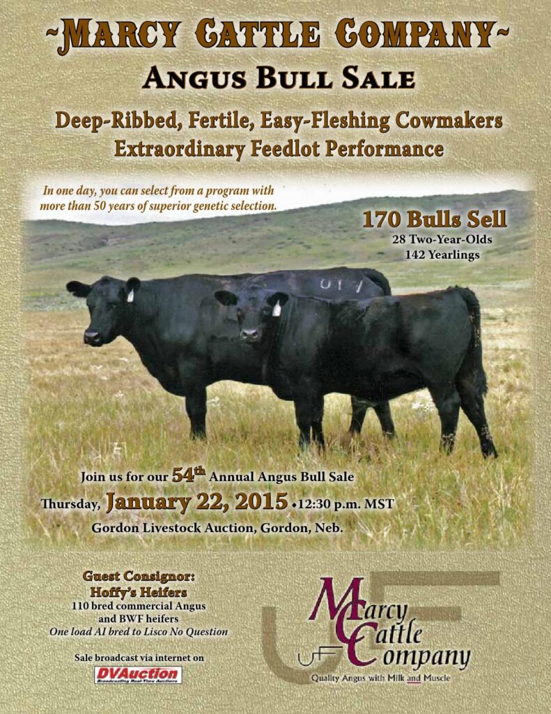 Marcy Cattle Company - 2015 Angus Bull Sale
