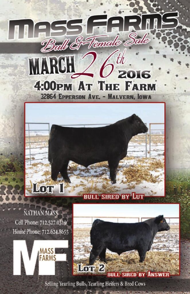 Mass Farms - 2016 Bull & Female Sale