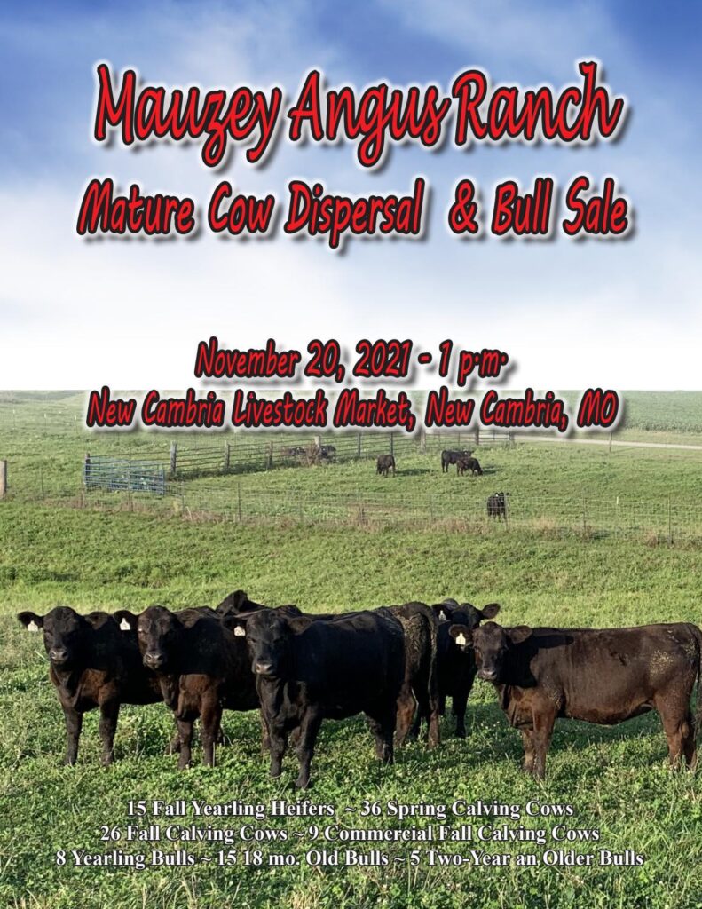 Mauzey Angus Ranch - 2021 Cow Dispersal and Bull Sale