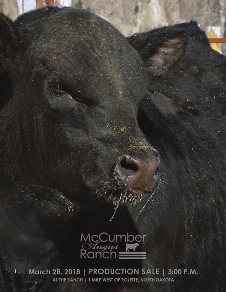 McCumber Angus Ranch - 2018 Bull Sale
