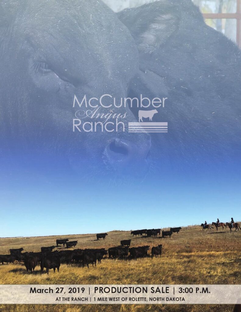 McCumber Angus Ranch - 2019 Bull Sale