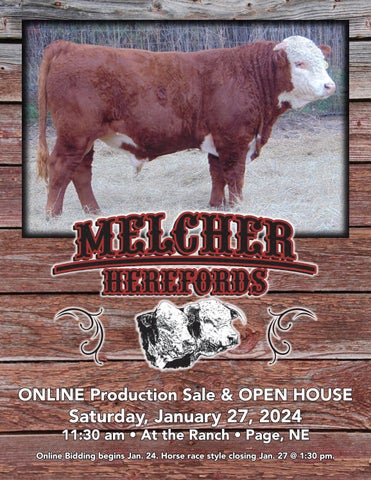 Melcher Herefords Online Production Sale & Open House
