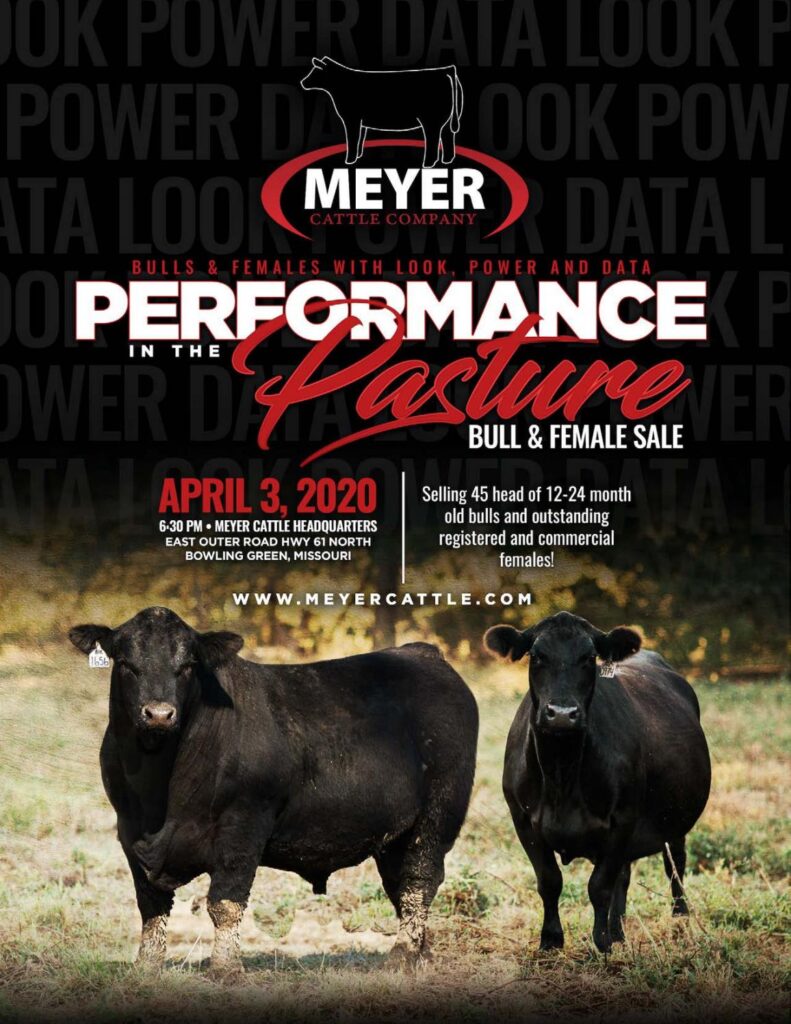 Meyer Cattle - 2020 Sale