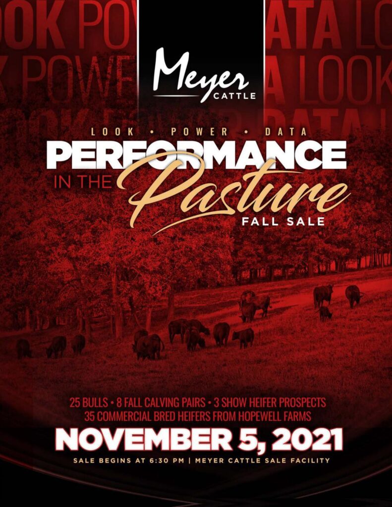 Meyer Cattle - 2021 Fall Sale