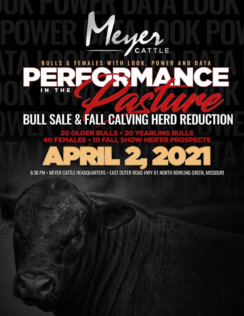 Meyer Cattle - 2021 Spring Sale