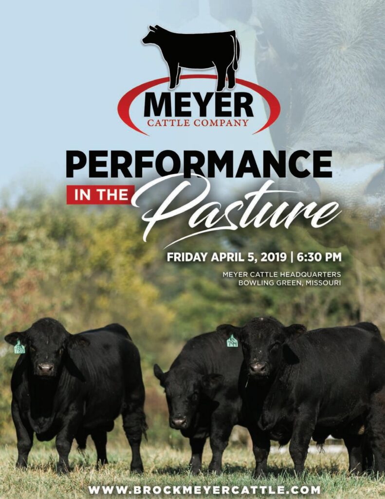 Meyer Cattle Company - 2019 Bull Sale