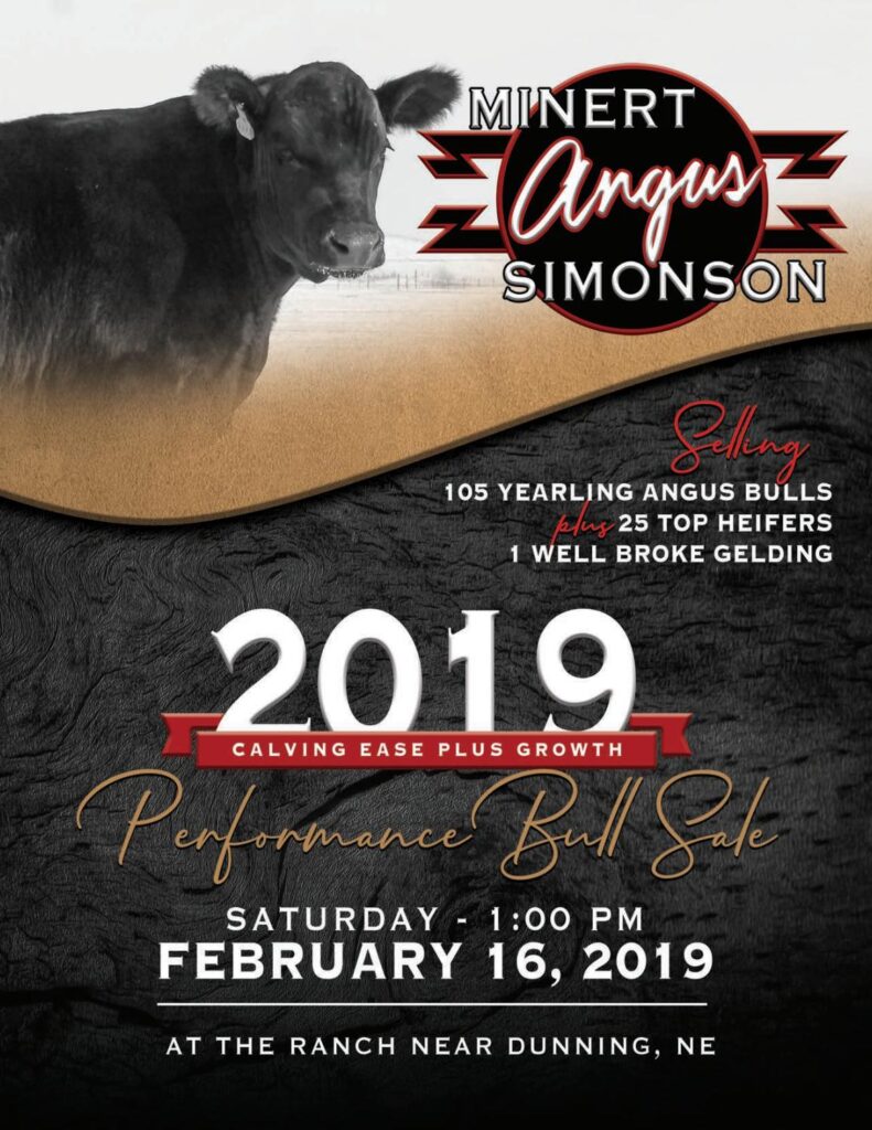 Minert/Simonson Angus - 2019 Bull Sale