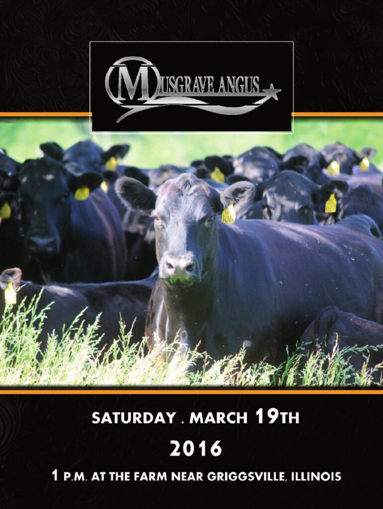 Musgrave Angus - 2016 Bull Sale