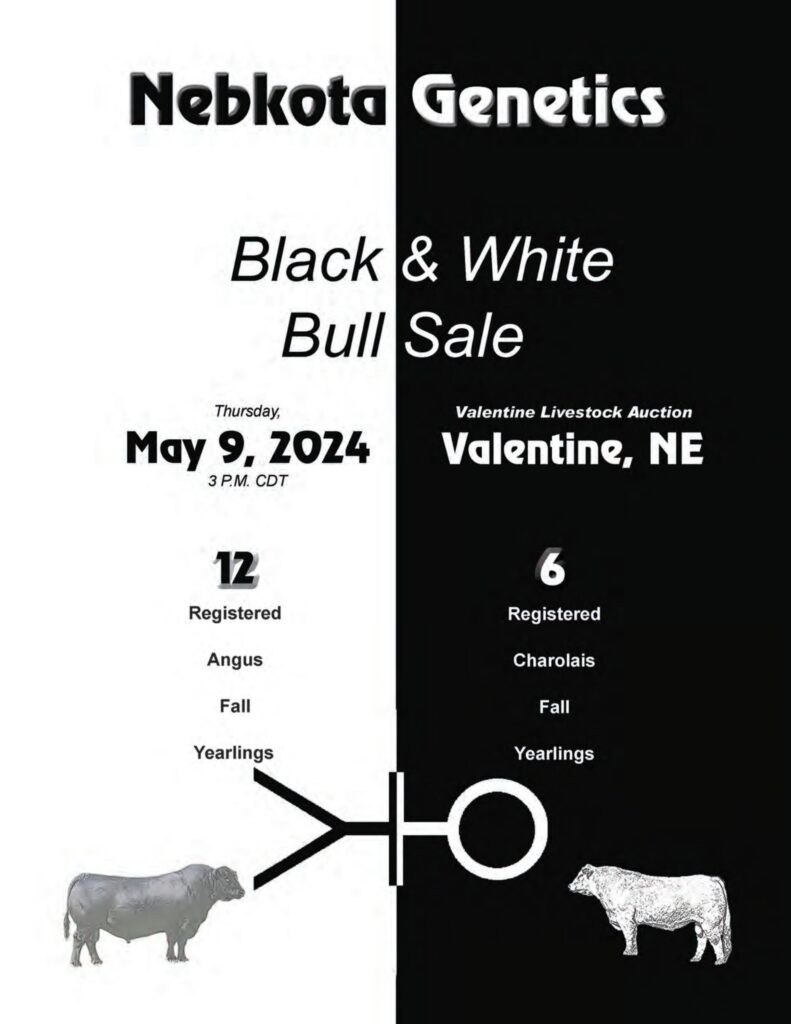 Nebkota Genetics Black & White Bull Sale