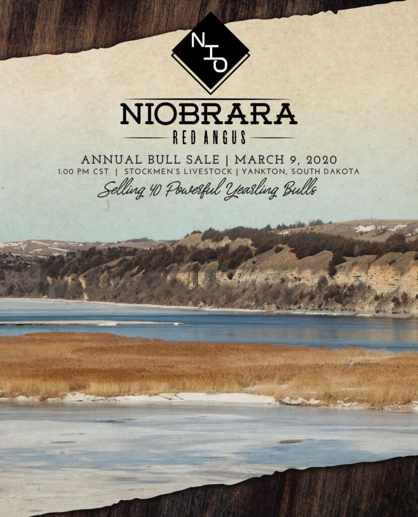 Niobrara Red Angus - 2020 Bull Sale