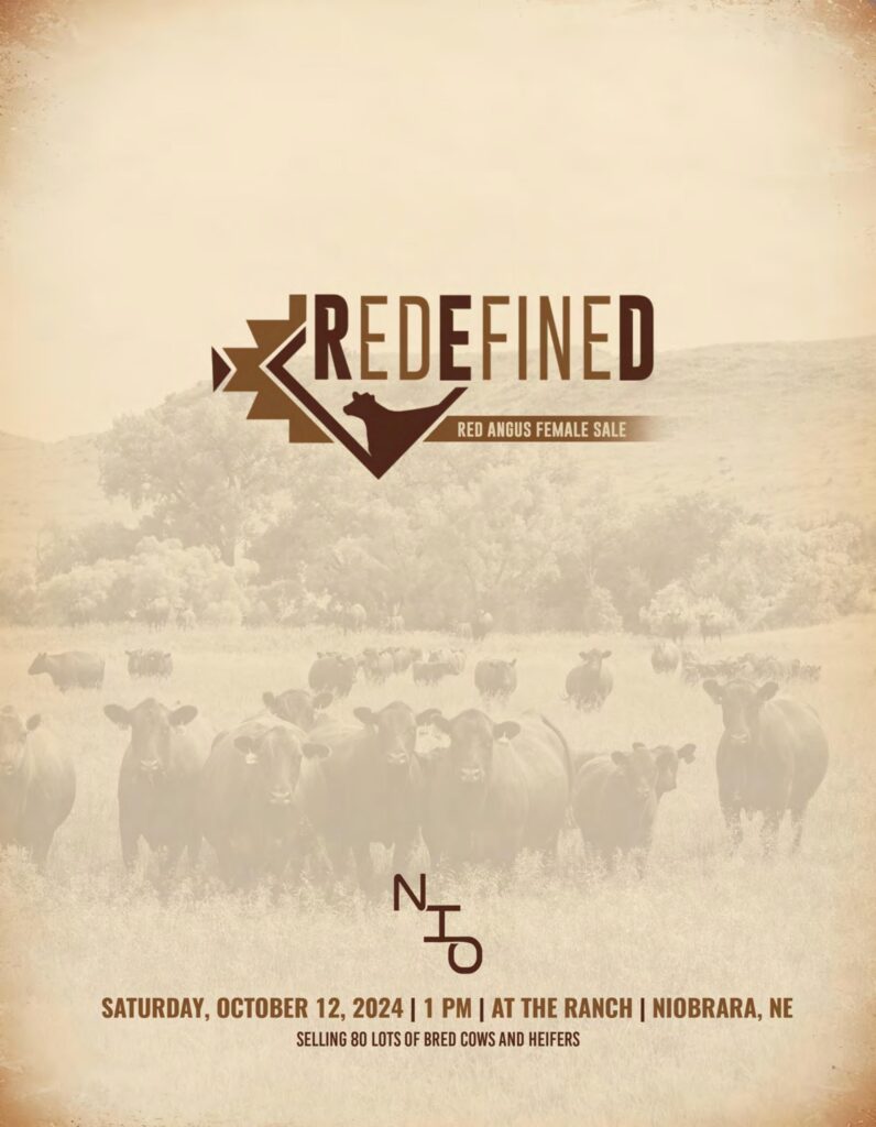 Niobrara Redefined Red Angus Female Sale