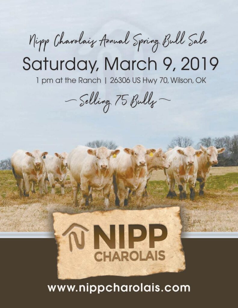 Nipp Charolais - 2019 Sale