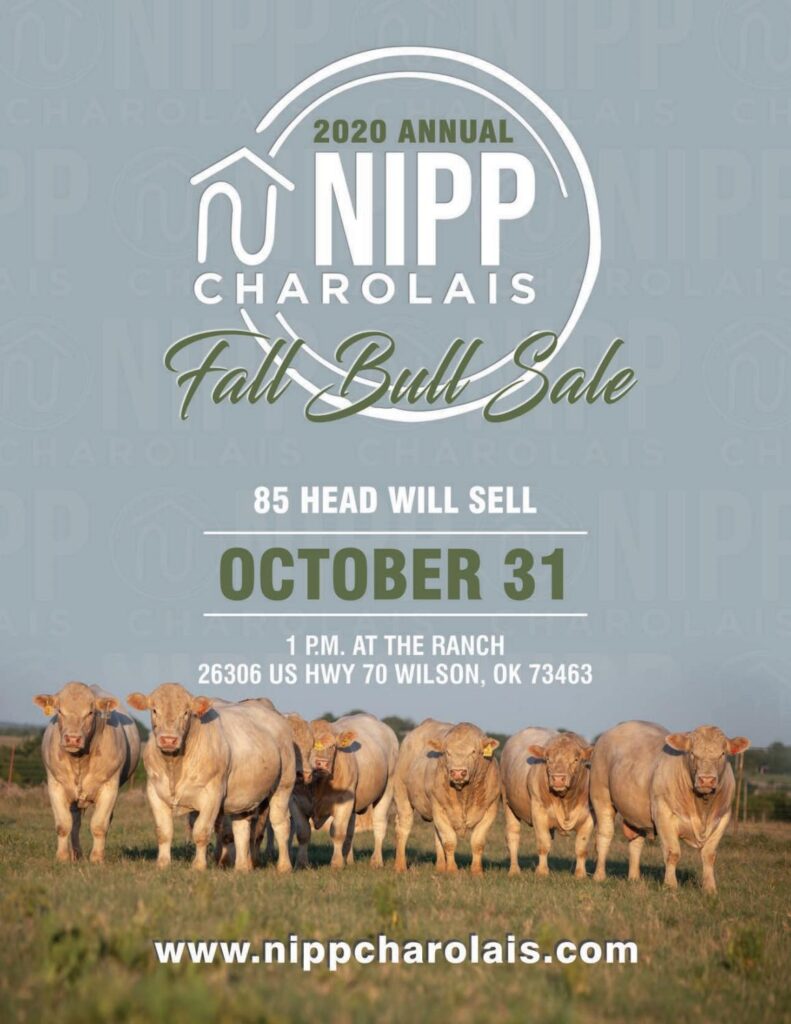 Nipp Charolais 2020 Fall Sale