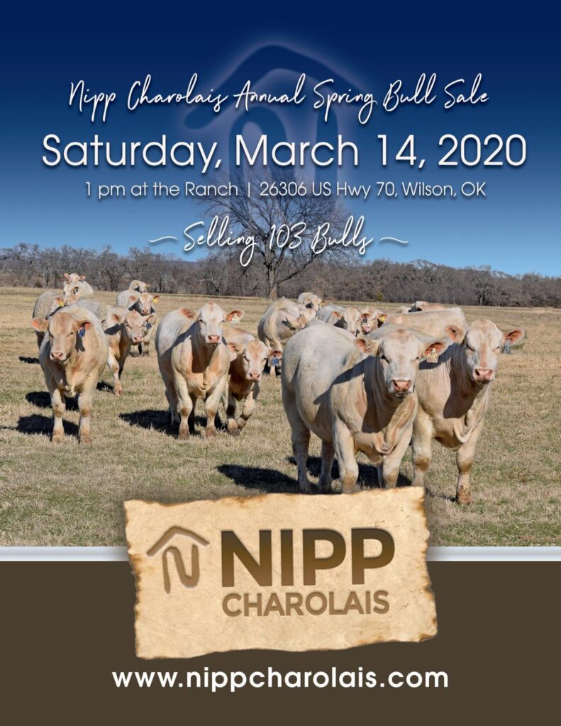Nipp Charolais - 2020 Spring Sale