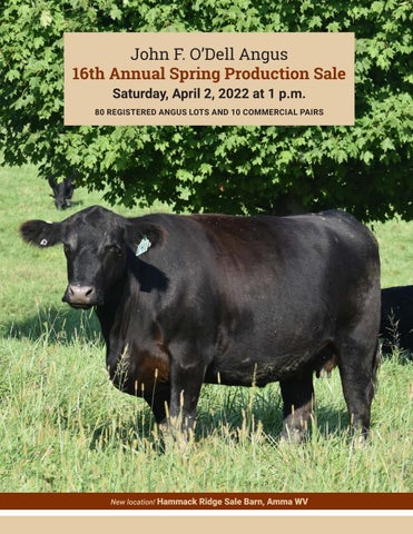 O'Dell Angus - 2022 Spring Sale