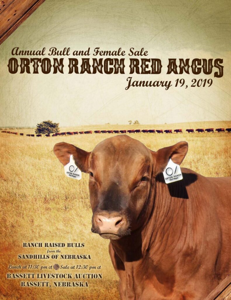 Orton Ranch Red Angus - 2019 Bull Sale