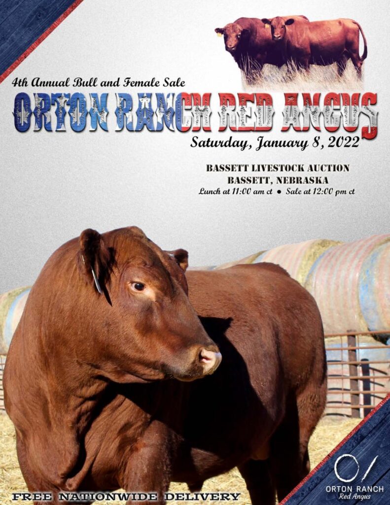 Orton Ranch Red Angus - 2022 Spring Bull Sale
