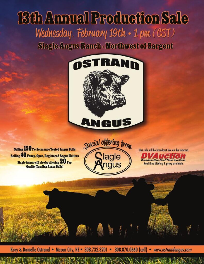 Ostrand Angus - 13th Annual Production Sale