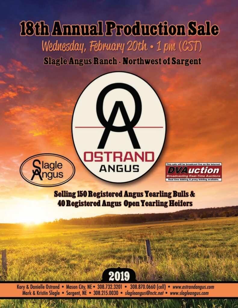 Ostrand Angus - 2019 Bull Sale