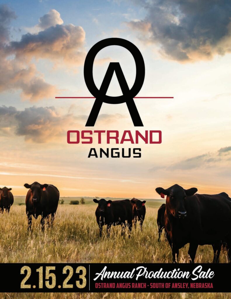 Ostrand Angus - 2023 Spring Bull Sale