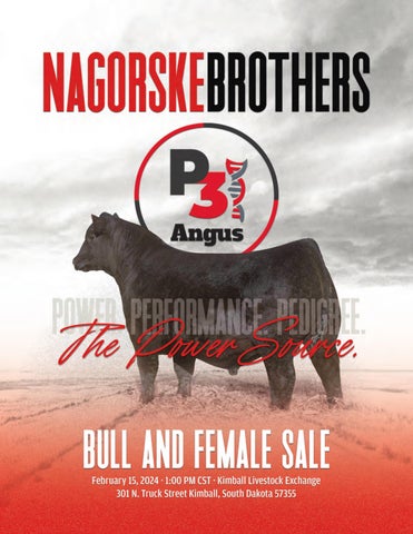 P3 Angus Bull & Female Sale