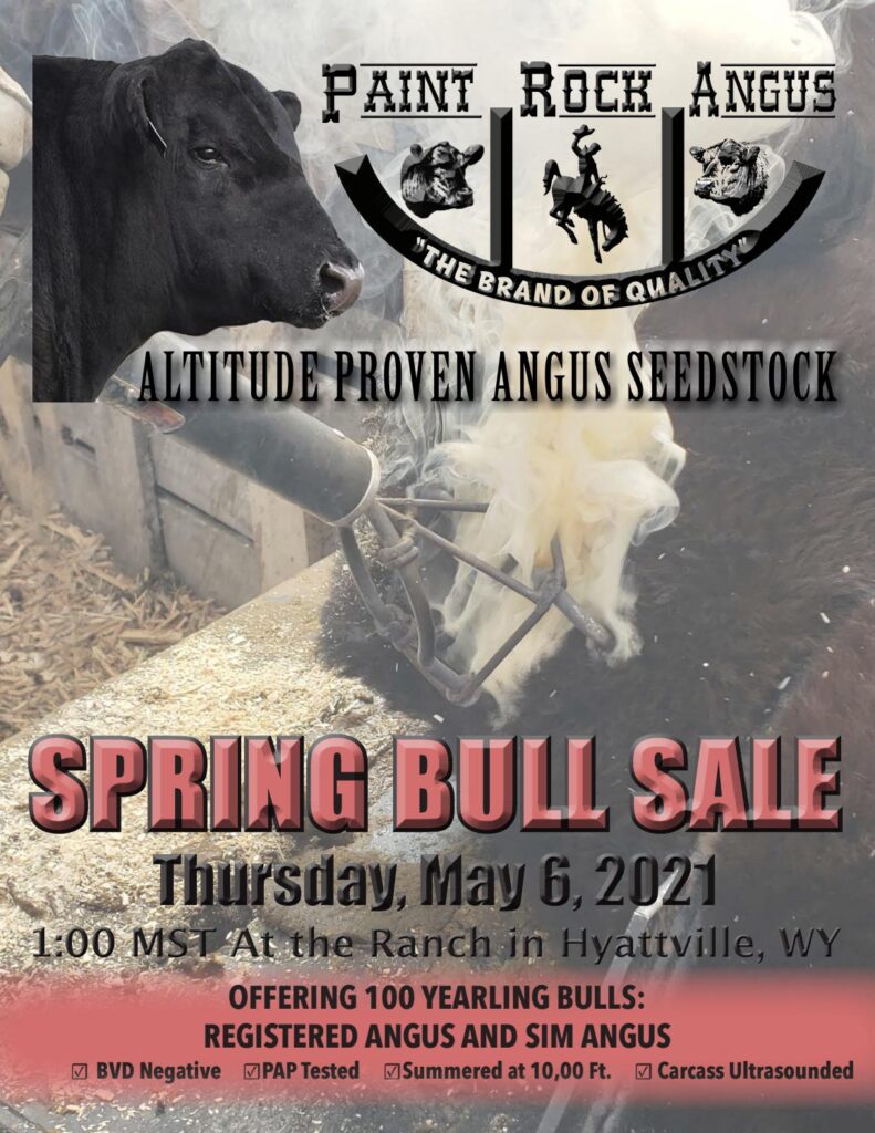 Paint Rock Angus Ranch - 2021 Spring Sale