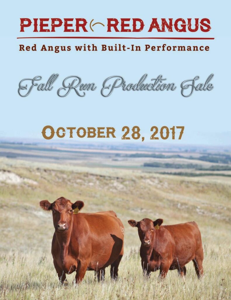 Pieper Red Angus - 2017 Fall Bull Sale
