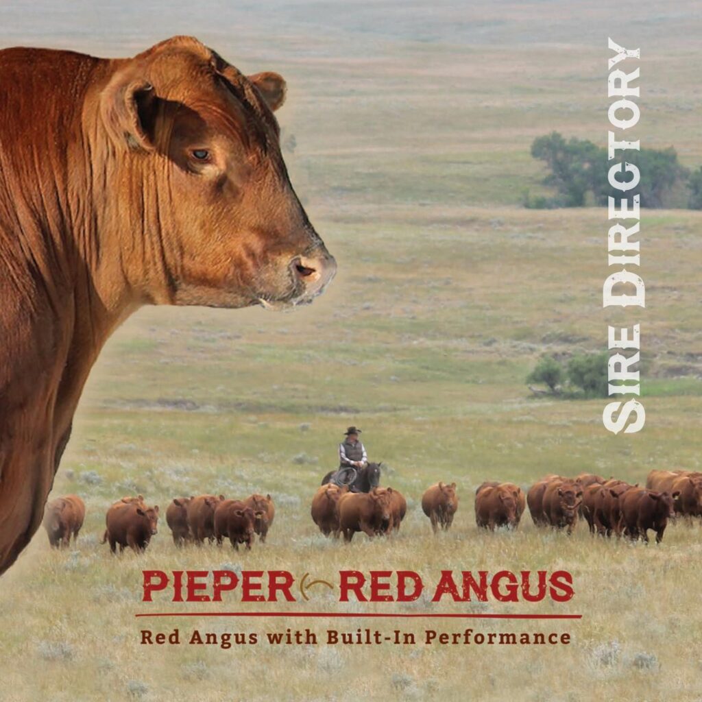 Pieper Red Angus - 2017 Semen Guide