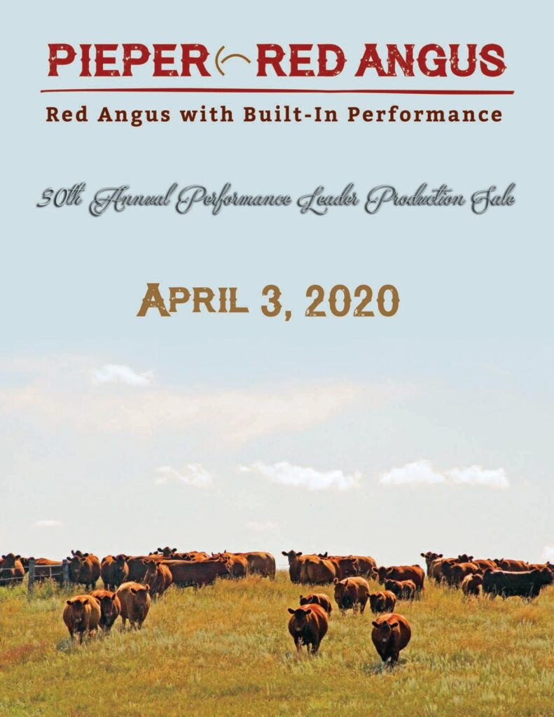 Pieper Red Angus - 2020 Spring Sale