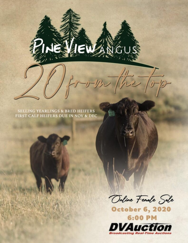Pine View Angus - 2020 Female Sale