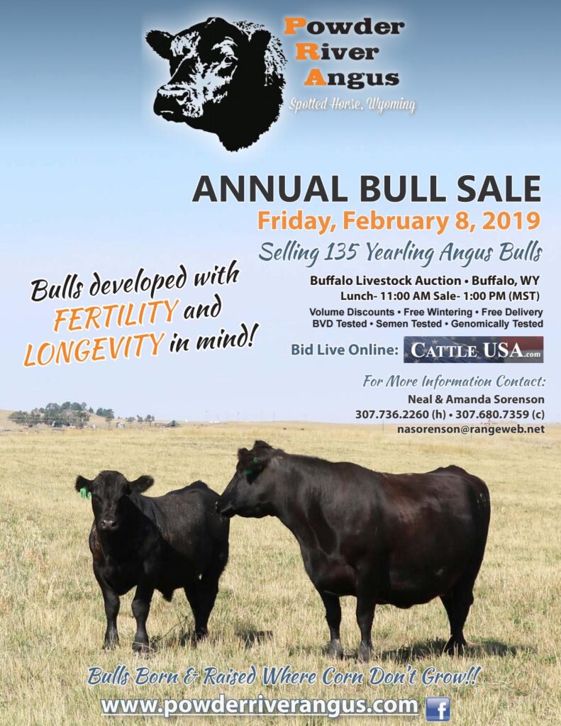 Powder River Angus - 2019 Sale