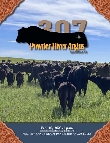 Powder River Angus - 2023 Spring Sale