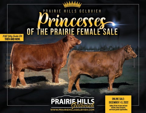 Prairie Hills Gelbvieh - 2022 Female Online Sale
