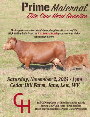 Prime Maternal Cedar Hill Red Angus Sale