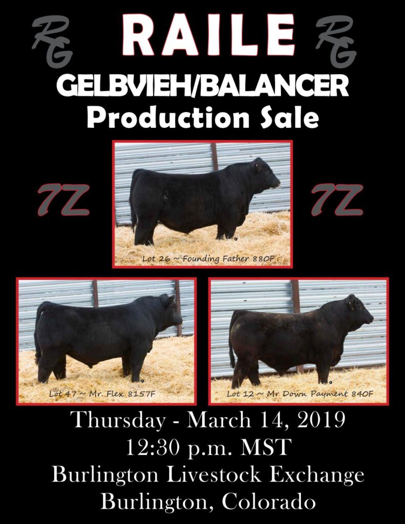 Raile Gelbvieh/Balancers - 2019 Production Sale