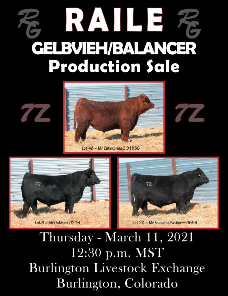 Raile Gelbvieh/Balancers - 2021 Spring Sale