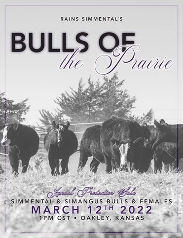 Rains Simmental - 2022 Spring Sale