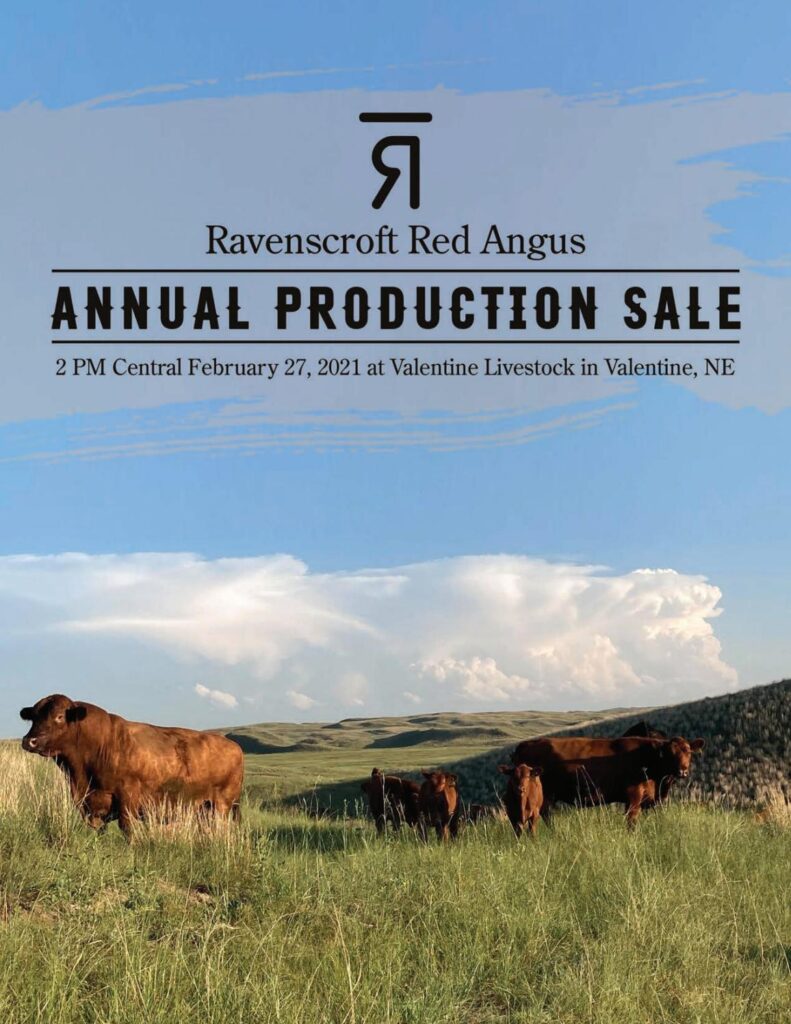 Ravenscroft Red Angus - 2021 Spring Sale
