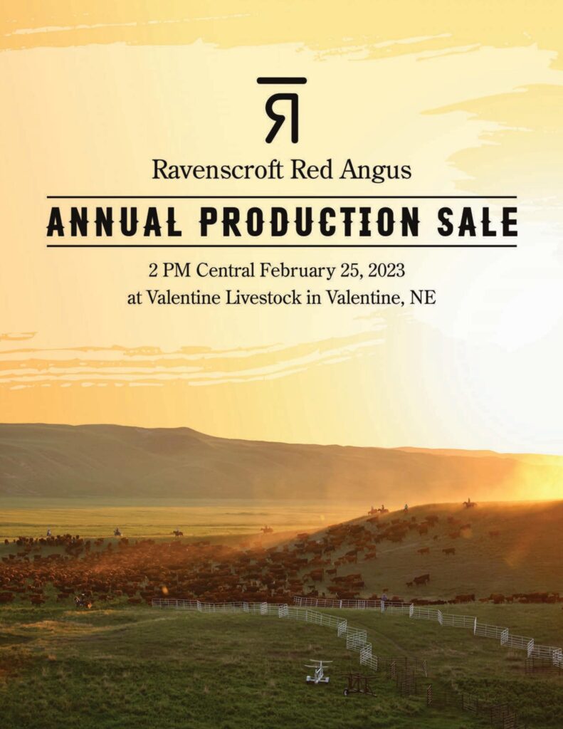 Ravenscroft Red Angus - 2023 Spring Sale