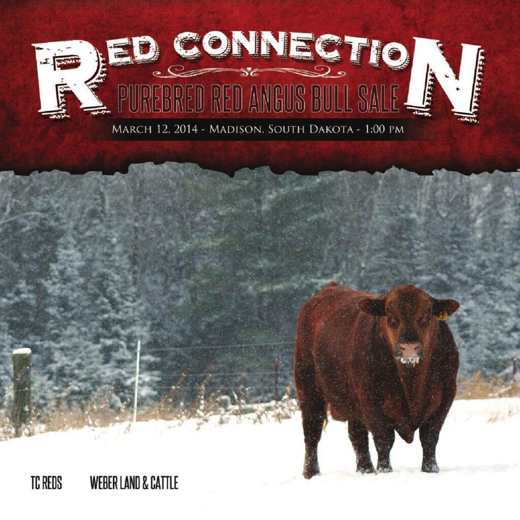 Red Connection - Purebred Red Angus Bull Sale
