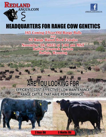 Redland Angus Bulls & Female Sale