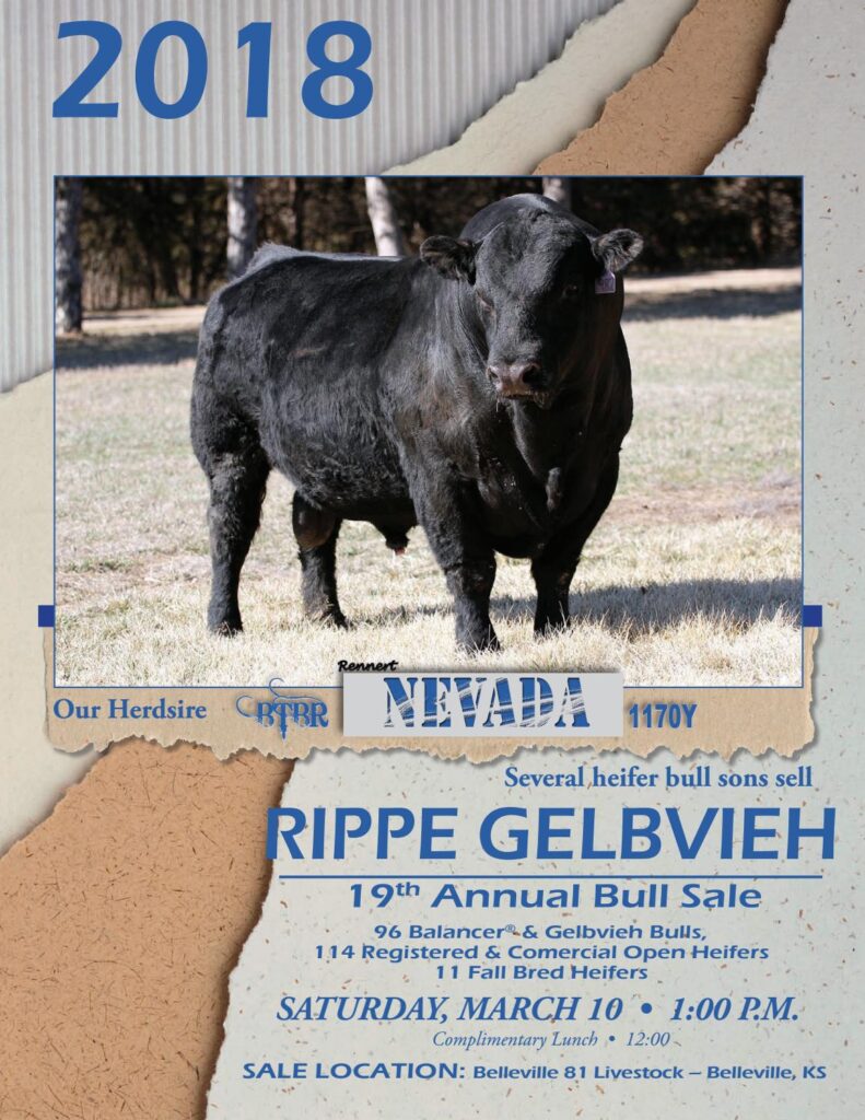 Rippe Gelbvieh - 2018 Bull Sale