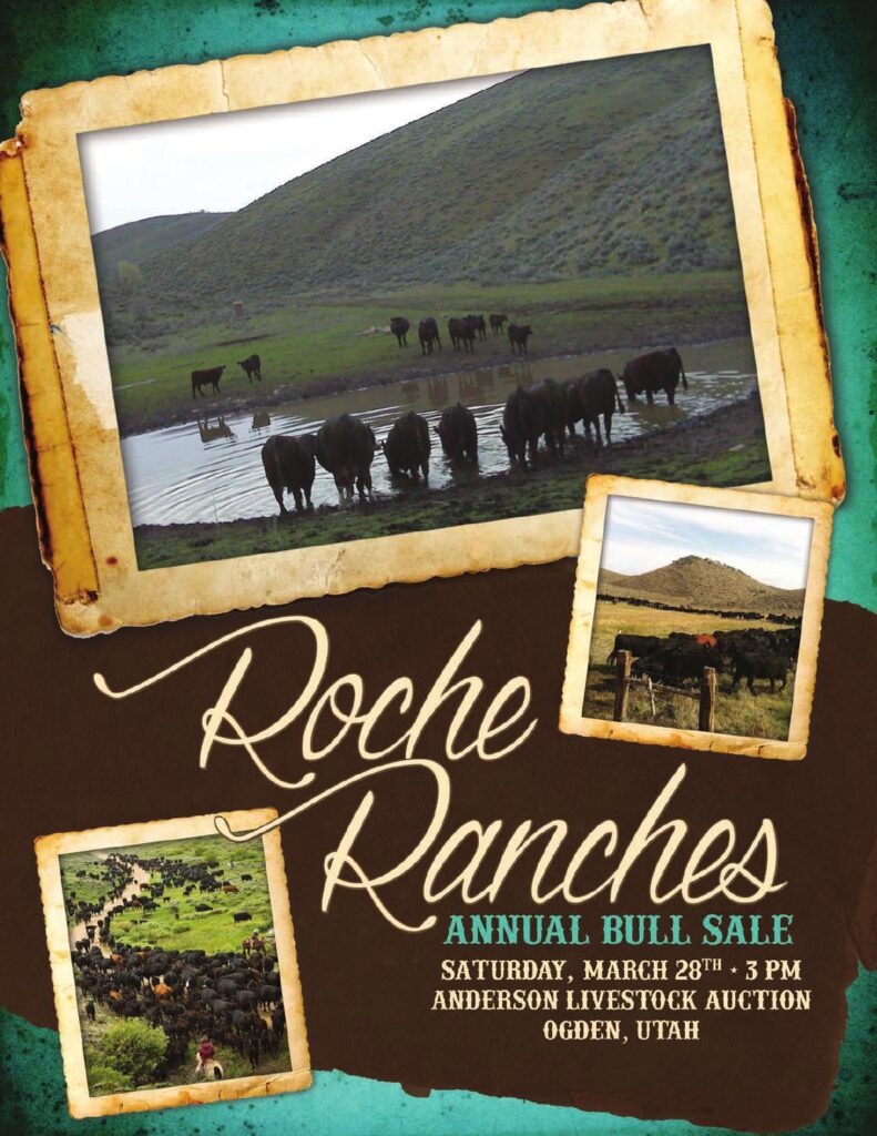 Roche Ranches - 2015 Bull Sale