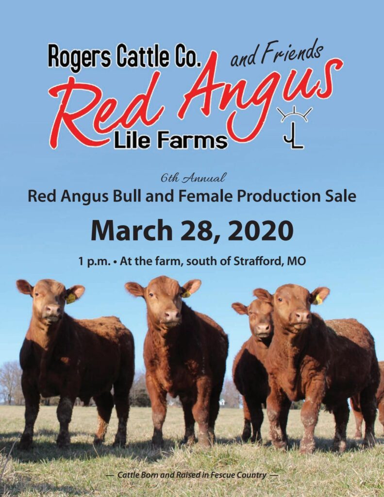 Rogers Red Angus - 2020 Bull Sale