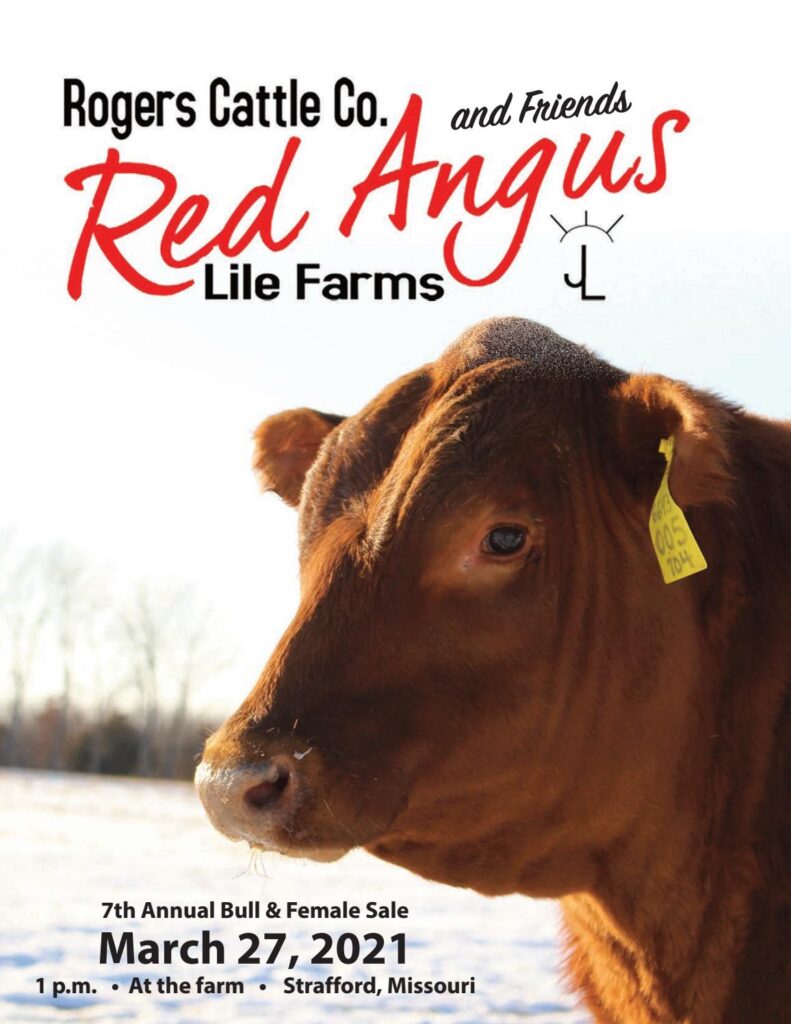 Rogers Red Angus - 2021 Spring Bull Sale