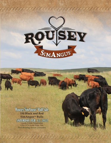 Rousey SimAngus - 2022 Spring Sale