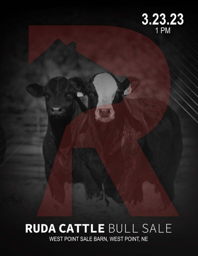 Ruda Cattle - 2023 Spring Sale